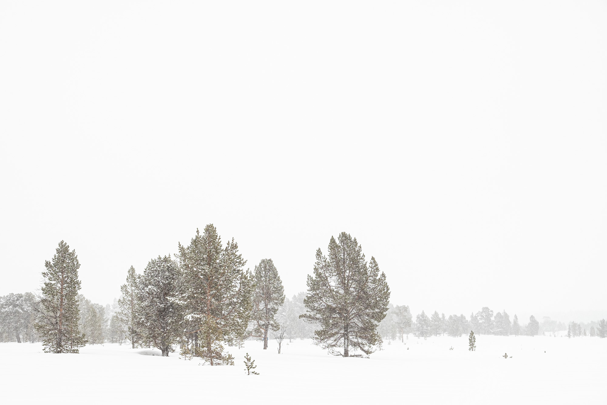 2019 03 13 xh1  DSF0594