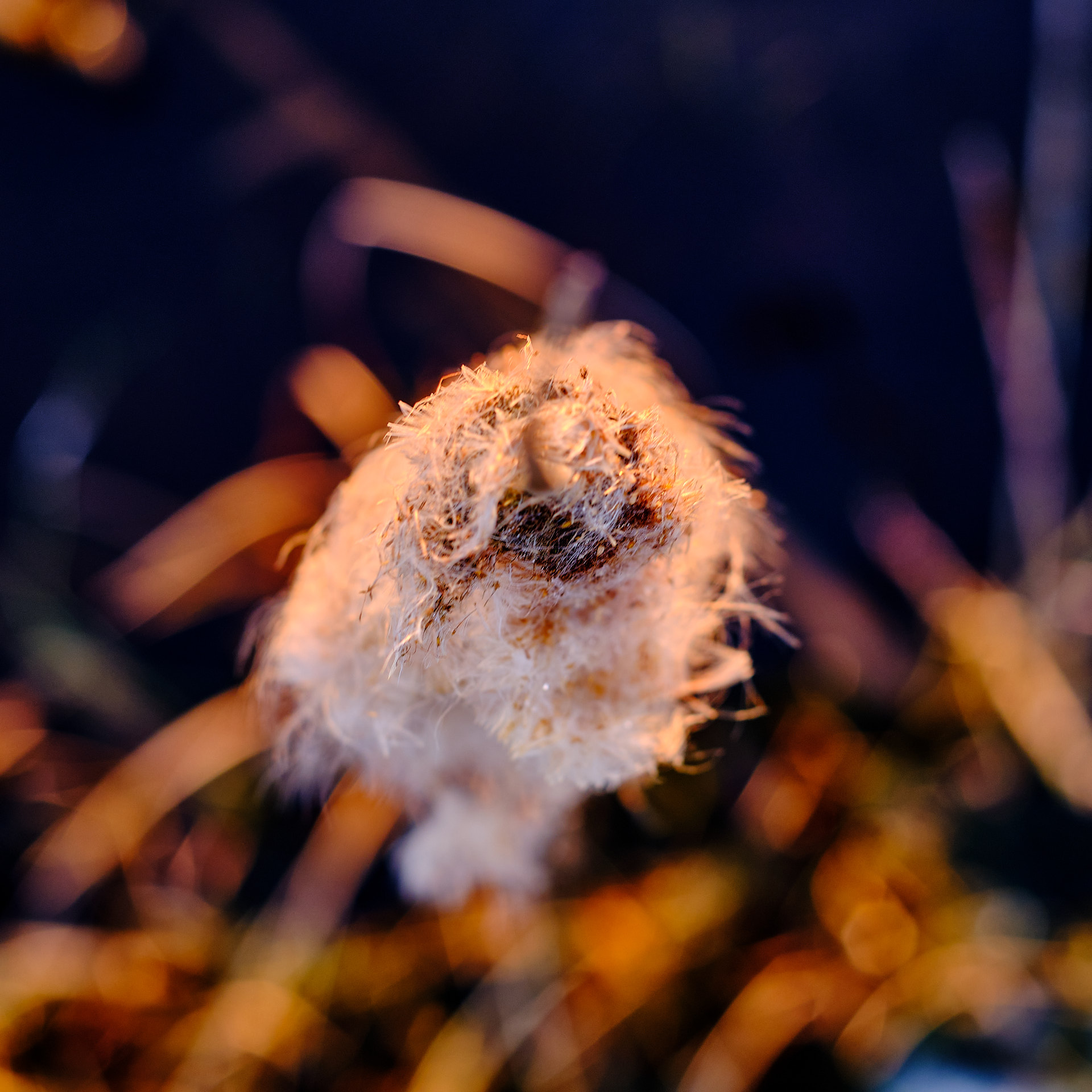 22 03 20 xt3  DSF7638