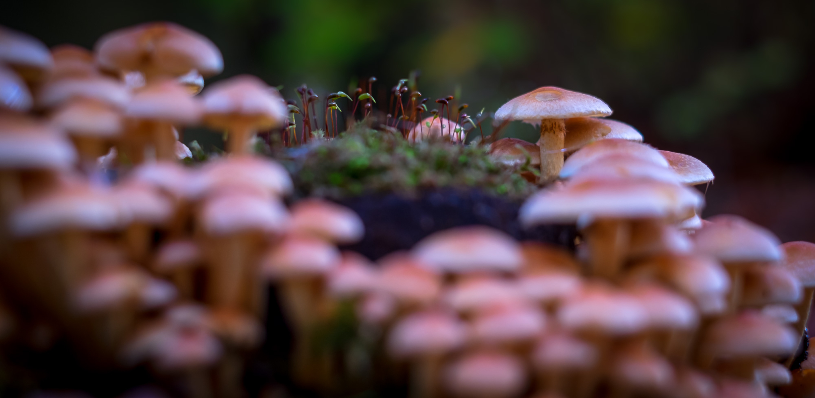 2014 11 02 XT1 10471.1600