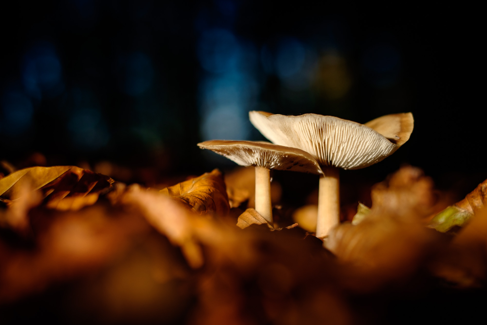 2014 11 02 XT1 10668.1600